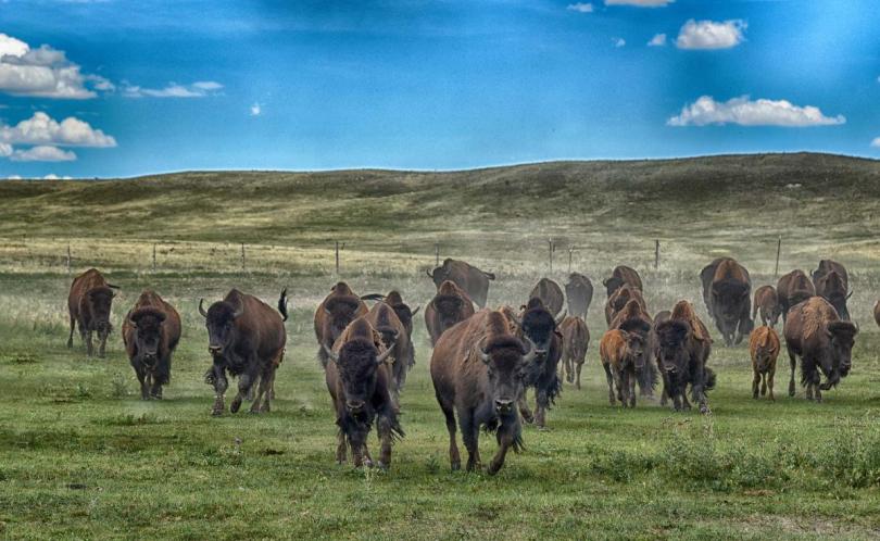 Amerikanische Bisonherde auf der weiten Prärie der Terry Bison Ranch in Wyoming – unterstützt durch Starlink für zuverlässige Konnektivität