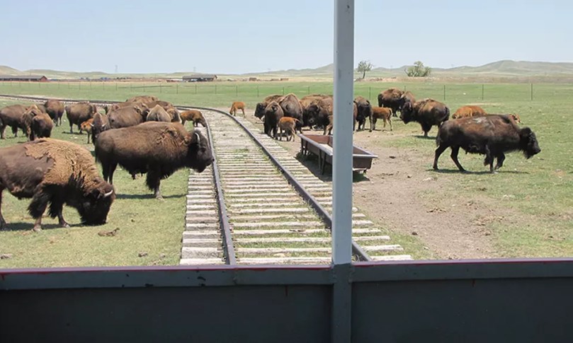 Bisonherde mit Kalb auf der Terry Bison Ranch – authentisches Western-Erlebnis mit moderner Starlink-Konnektivität